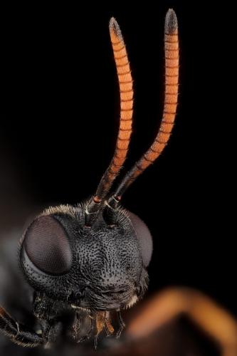 Réf. 282 588 : Phaenolobus clavicornis